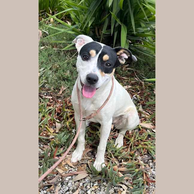 Photo of Missy Mouse