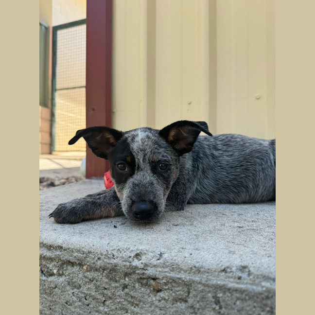 Photo of Bronco