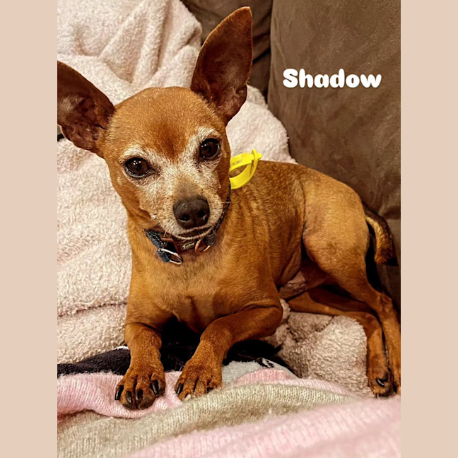 Photo of Shadow