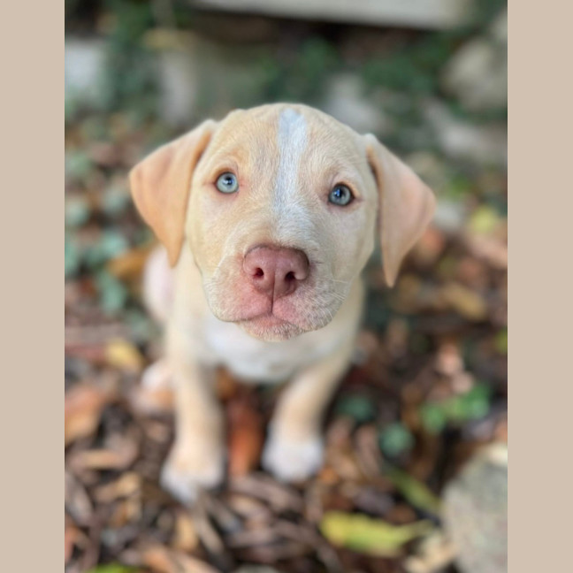 Photo of King George 