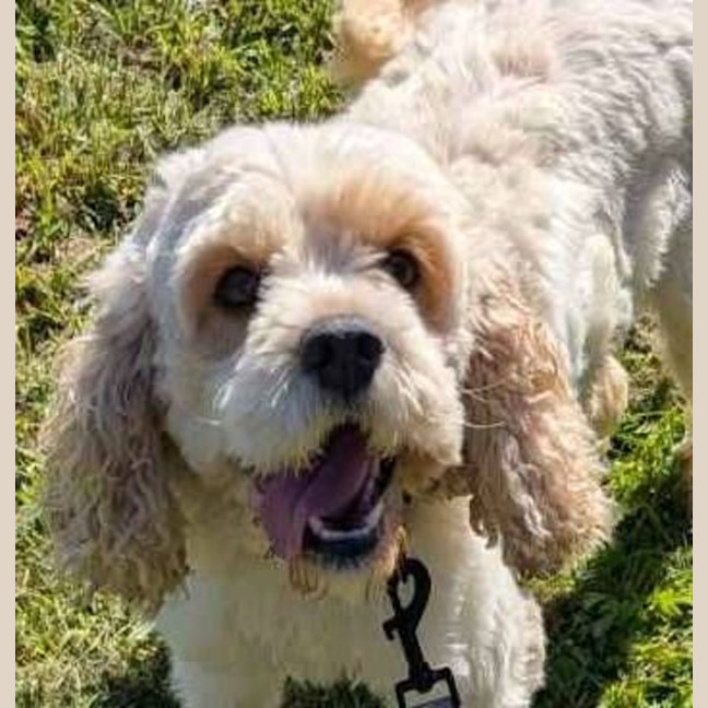 Photo of Odie