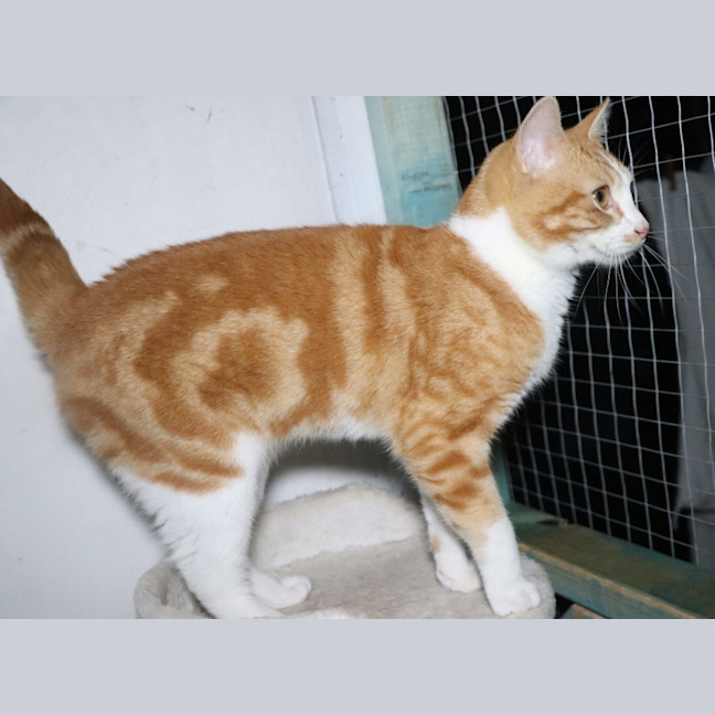 Photo of Tommee Available At Pet Quarters Glendale