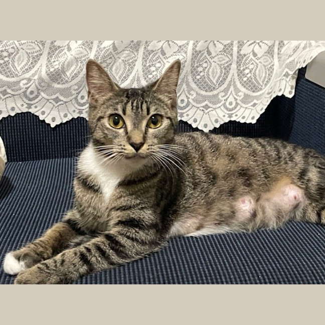 Photo of Harmony  Now At Pet Quarters Belmont