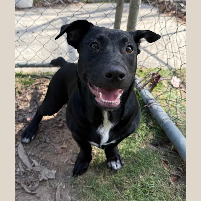 Photo of Archie
