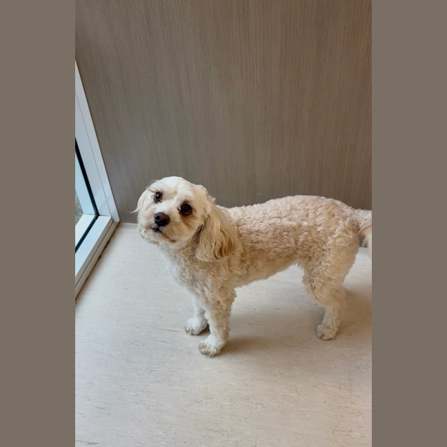 Photo of Cookie