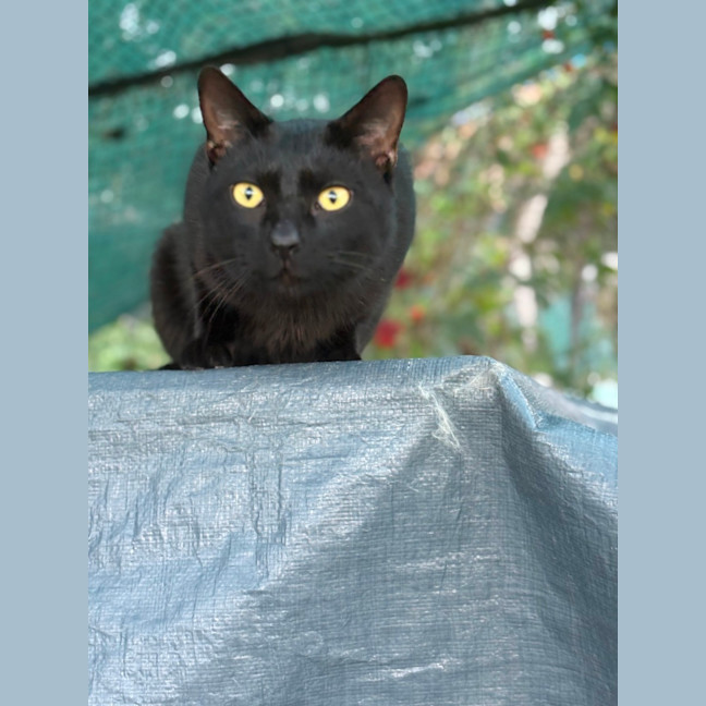 Photo of Salem