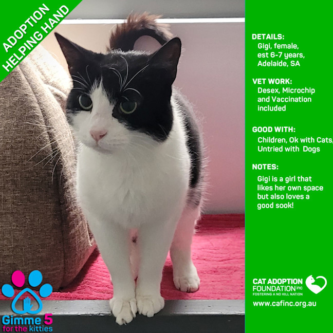 Photo of Gigi Helping Hand Adoption!