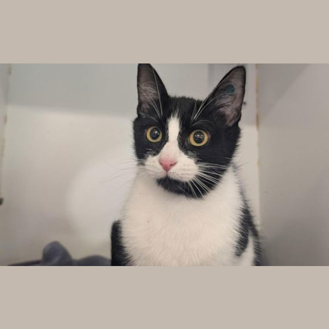 Photo of Luna