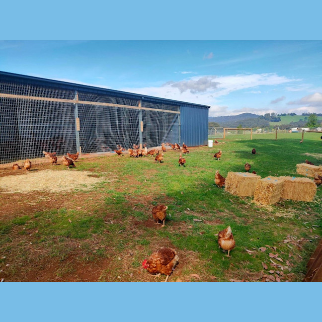 Photo of Cluckers