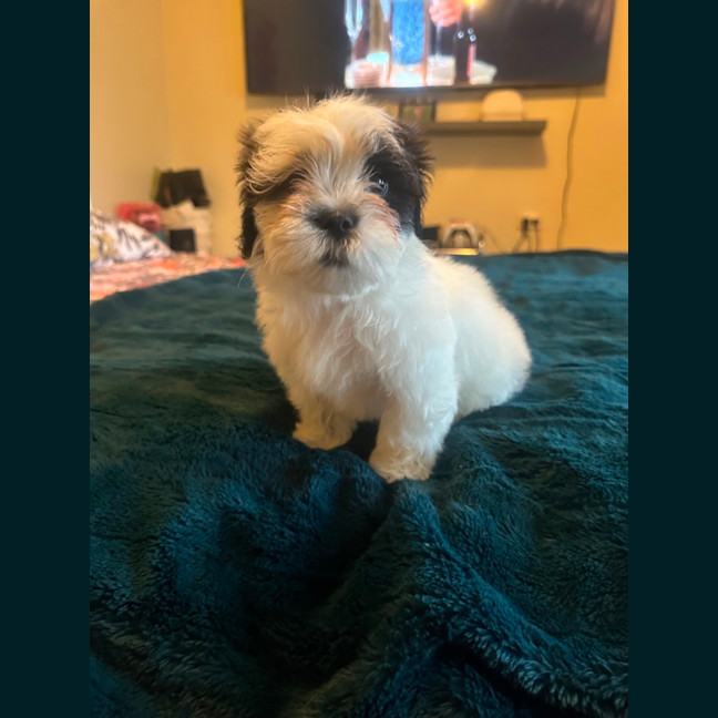 Photo of Cookie