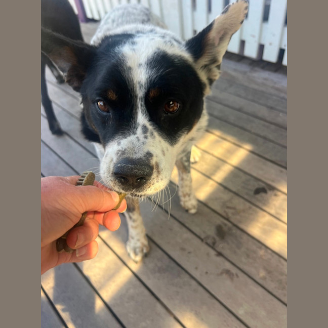 Photo of Bandit