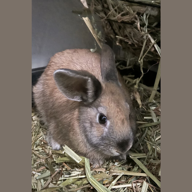 Photo of Pheobe