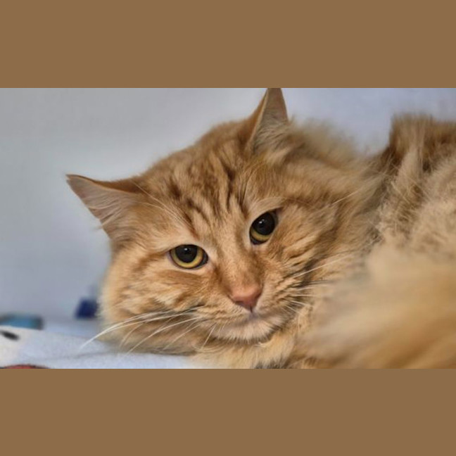 Photo of Cheeto