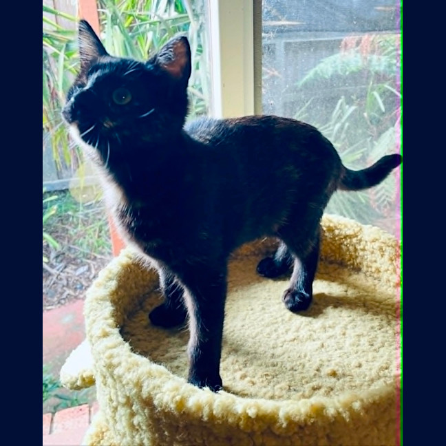 Photo of Guinness ** 2nd Chance Cat Rescue **