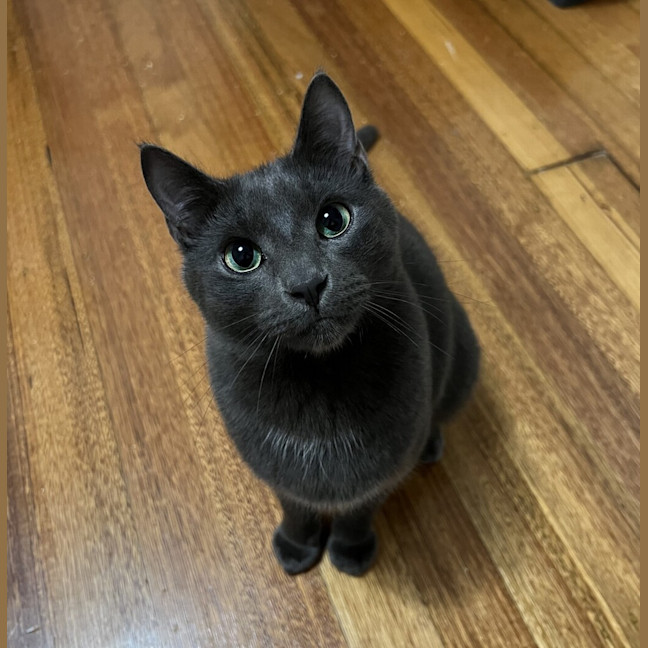 Photo of Ash (Bonded To Lyra)
