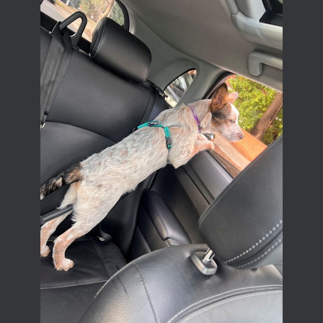 Photo of Molly