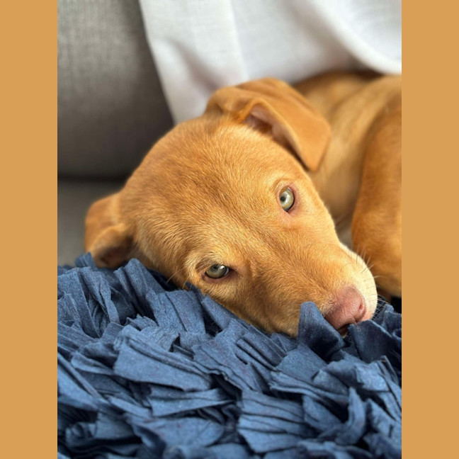 Photo of Maple