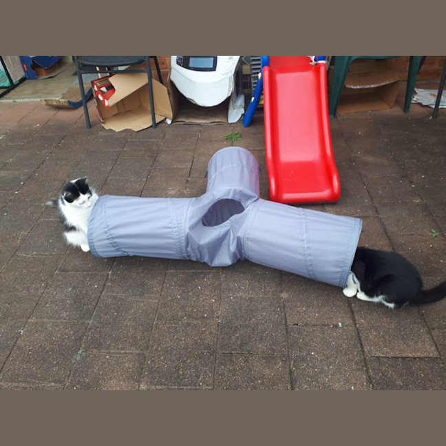 Photo of Cattie And Rosie 