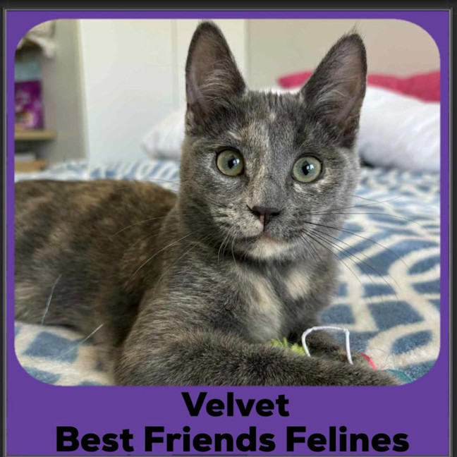 Photo of Velvet 