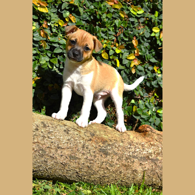 Photo of Cookie