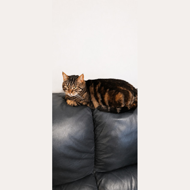 Photo of Tilly 