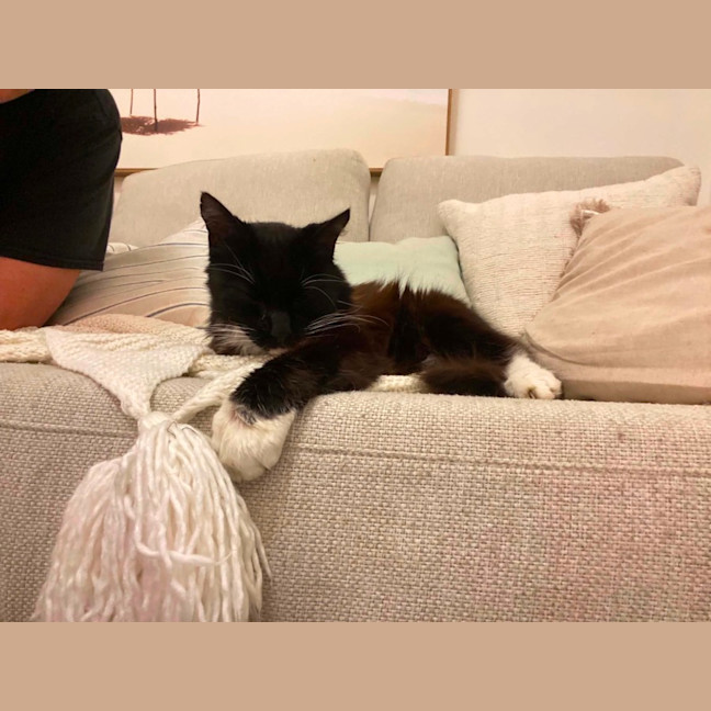 Photo of Assisted Rehome   Henry