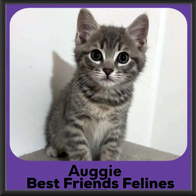 Photo of Auggie 