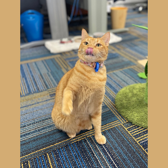 Photo of Romeo
