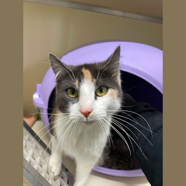 Photo of 🎠 Claire 5501 🎠