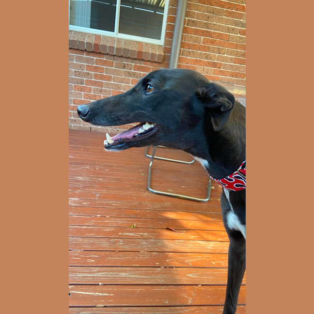 Photo of Danni, The Greyhound