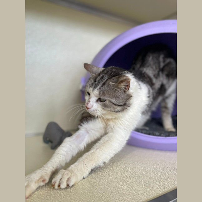 Photo of 🪁 Wally 5563 🪁