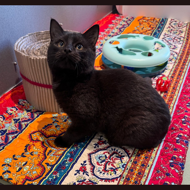 Photo of Shadow