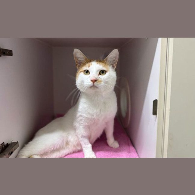 Photo of Chilli