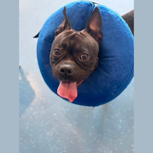 Photo of Letti   2 Year Old Boston Terrier X Staffy