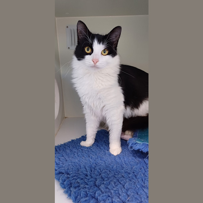 Photo of Mistee (Bonded To Rebel)