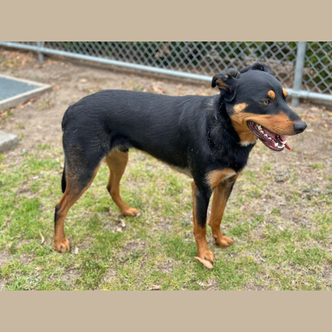 Photo of Rocky 