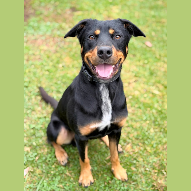 Photo of Bear 