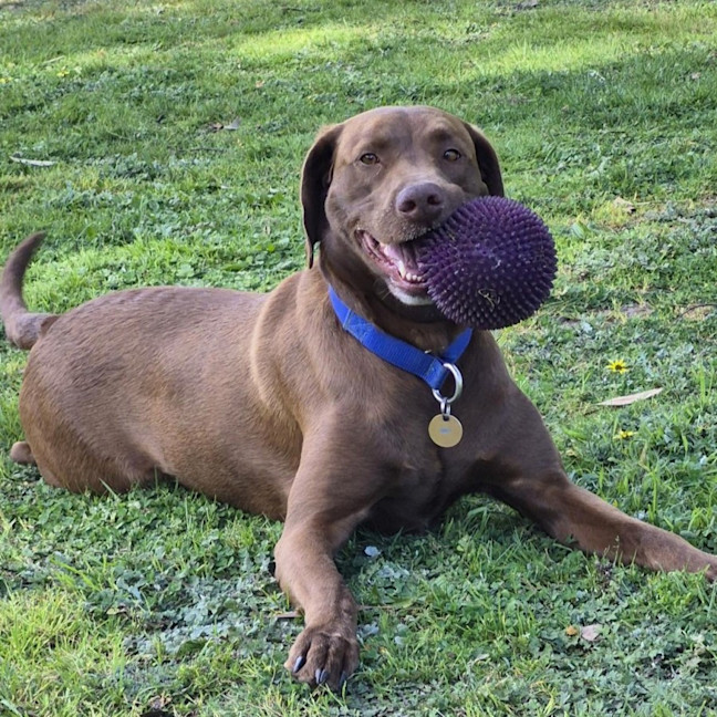 Photo of Scout