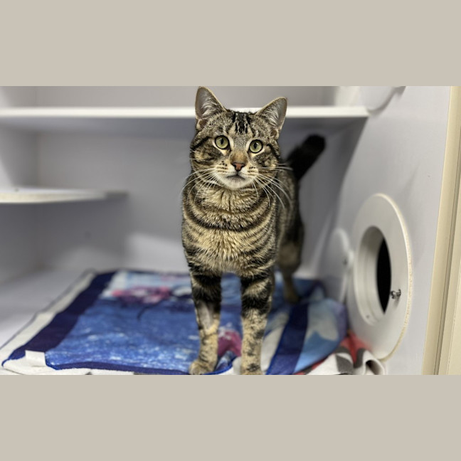 Photo of Pishi