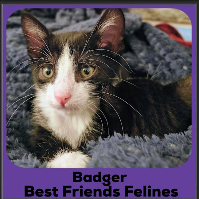 Photo of Badger 