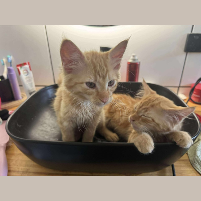 Photo of Dorito