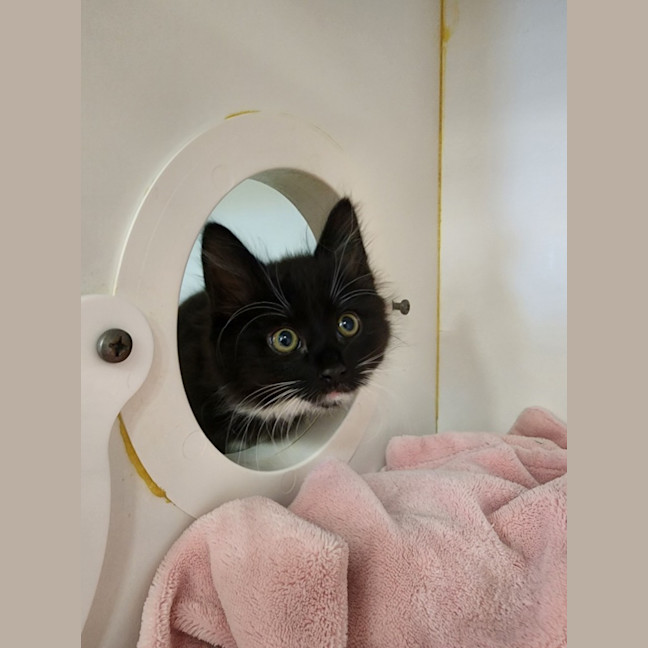 Photo of The Licorice Litter!