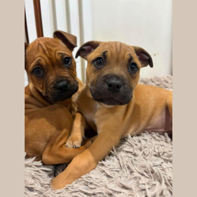 Photo of Spice Girls Litter