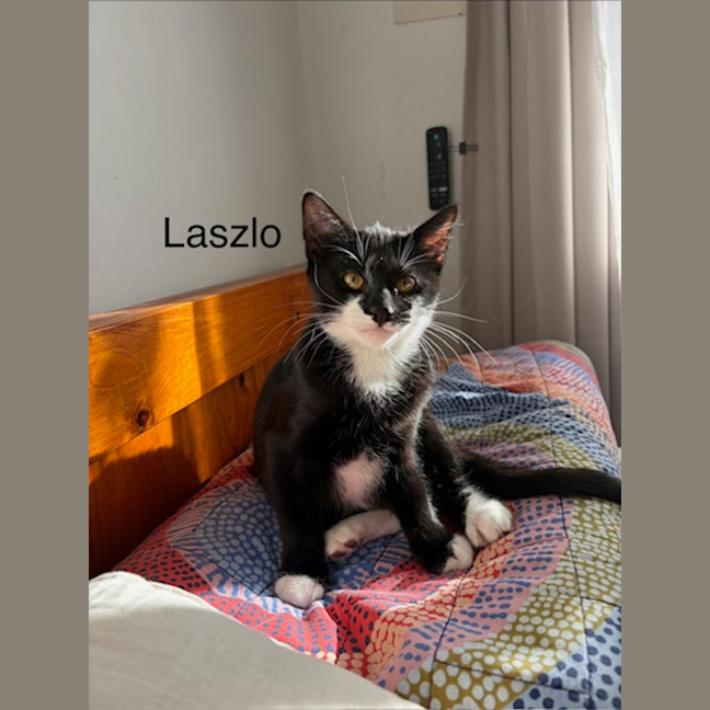 Photo of Laszlo   In Foster Care In Brunswick West