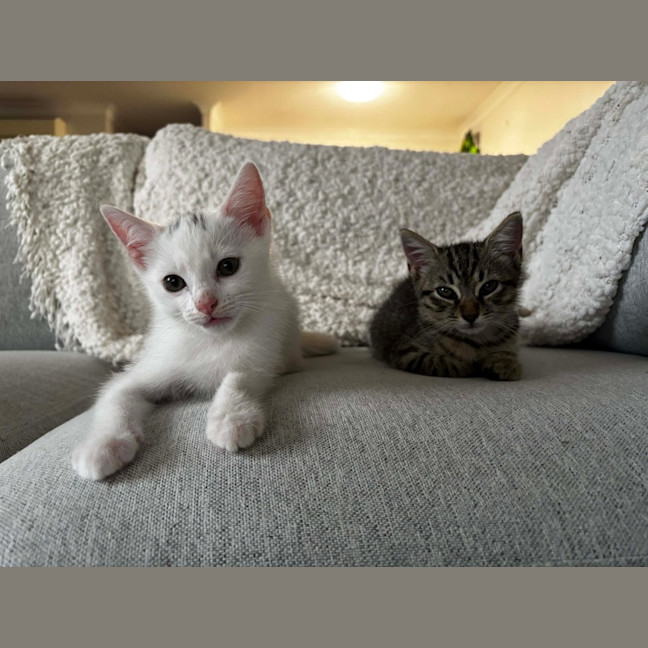 Photo of Marshmallow