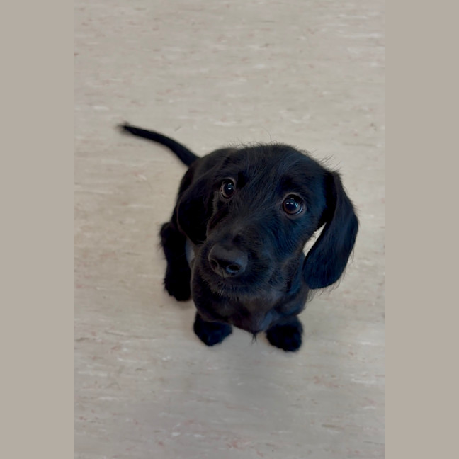 Photo of Fifi