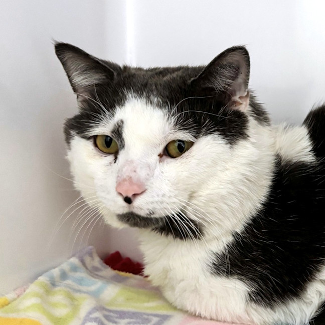 Photo of Walter Sta014410