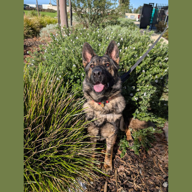 Photo of Lucky