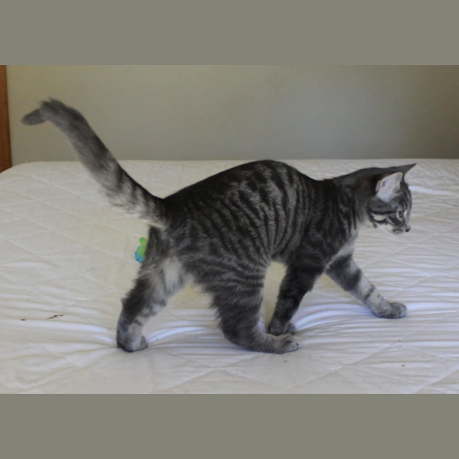 Photo of Orion