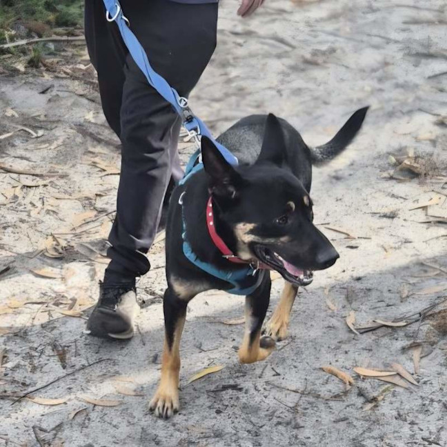 Photo of Rusty